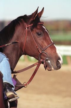 Horseback Riding